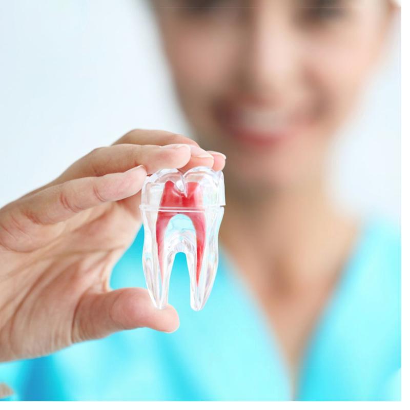 Kanal Tedavisi/ Endodonti